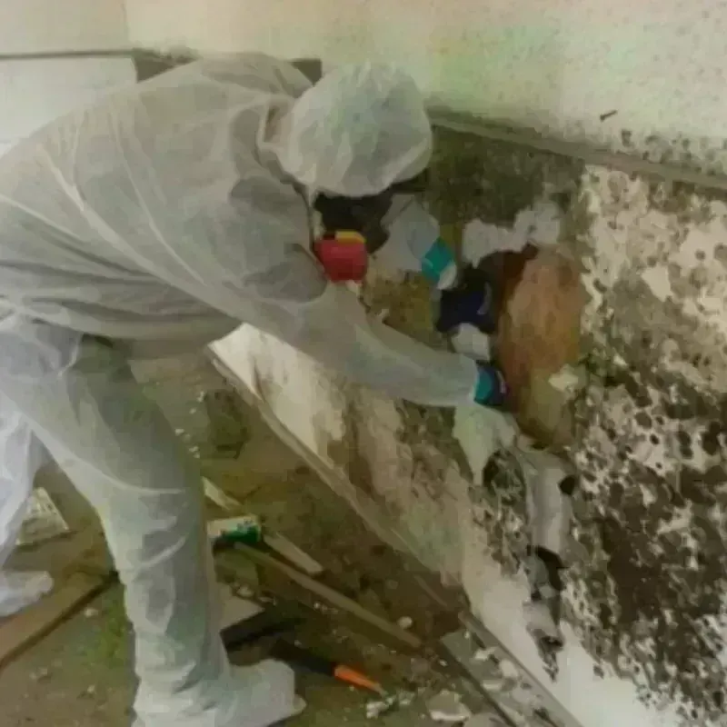 Mold Remediation and Removal in Farmington, MN